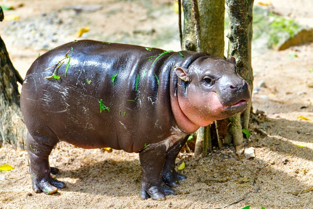 NYT crowns Moo Deng the baby hippo among ‘most stylish people’ of 2024 – Fashion