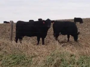 Beef Herd Rebuilding Question Remains: When? | Western Iowa Today 96.5 KSOM KS 95.7